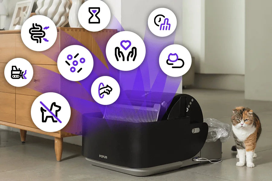 Custom Intelligence for Every Cat