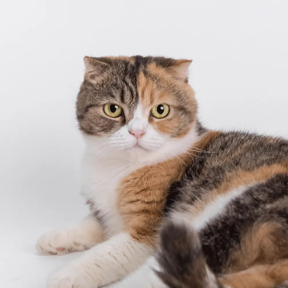 Meet our pawtners Anna