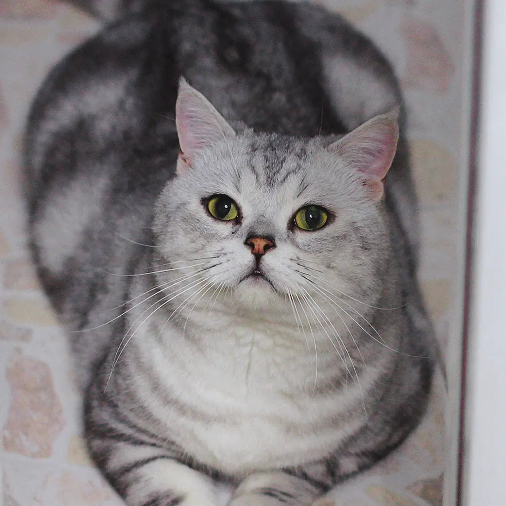 Meet our pawtners Charlie