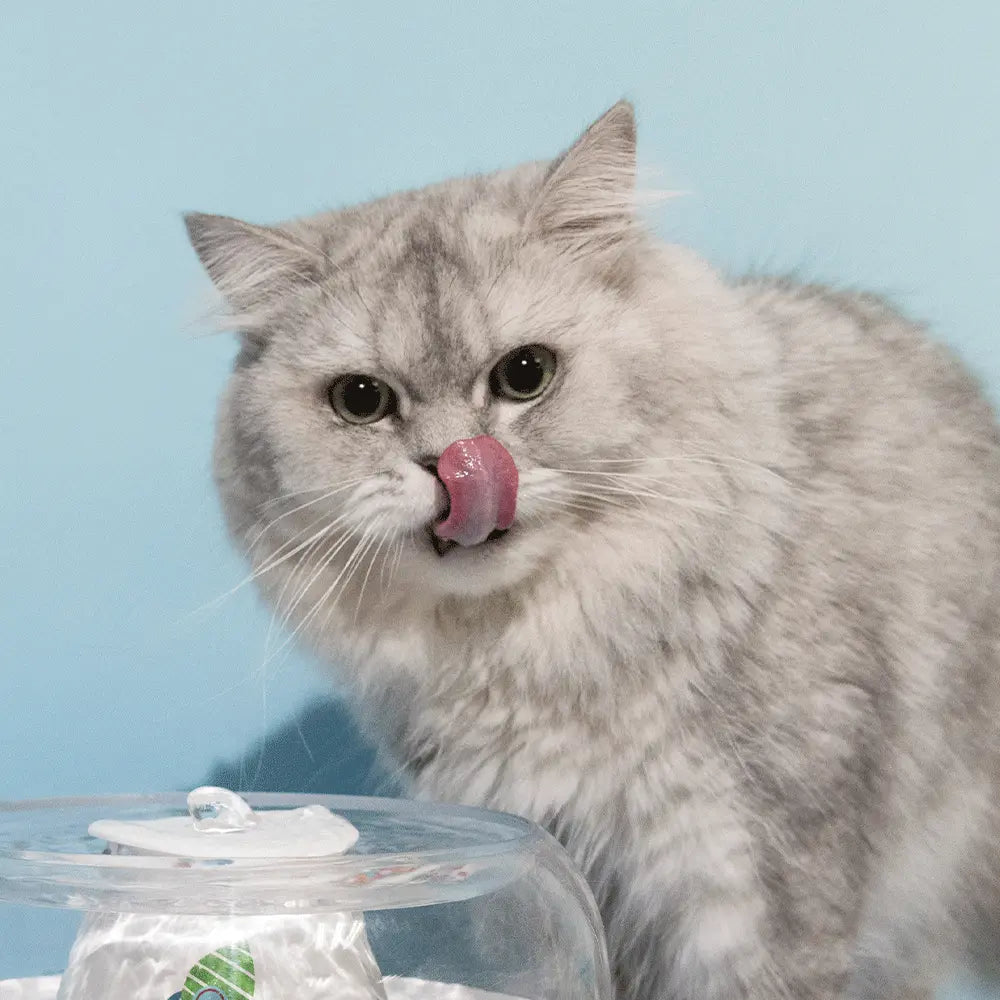 Meet our pawtners Momo