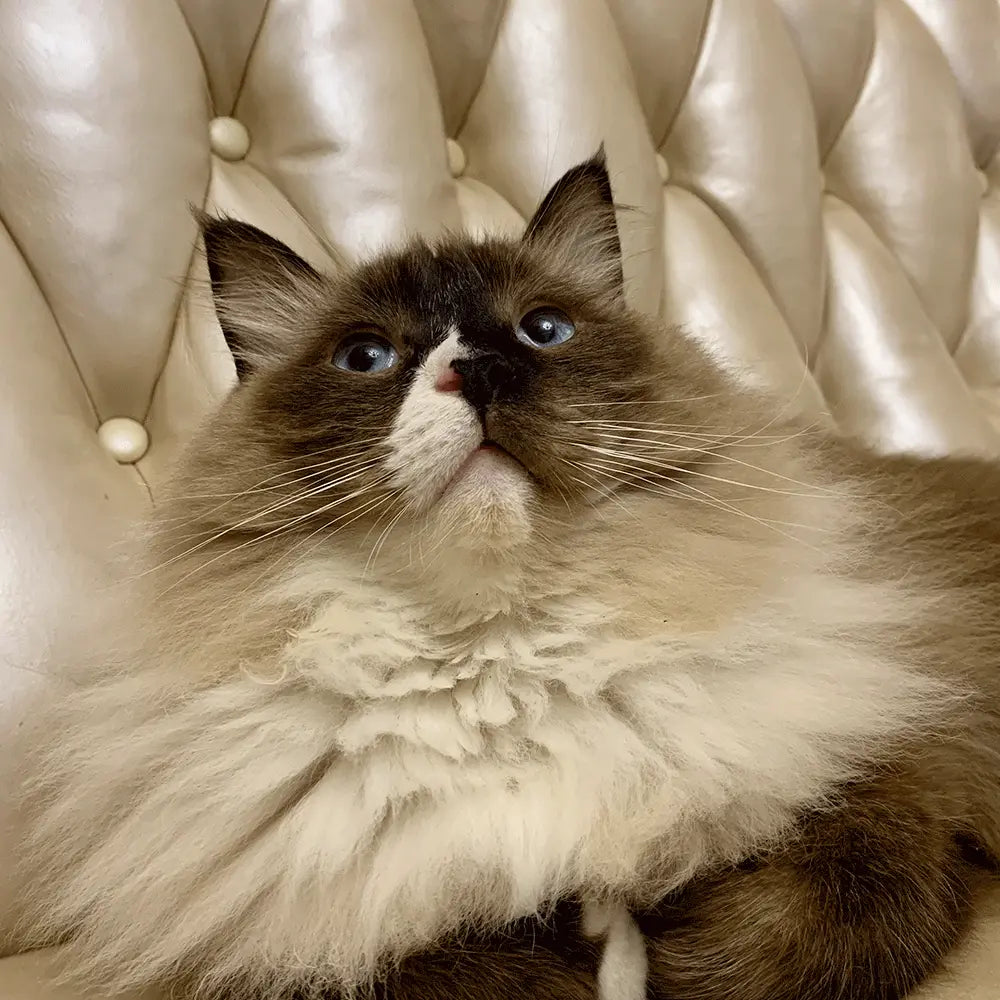 Meet our pawtners Nea