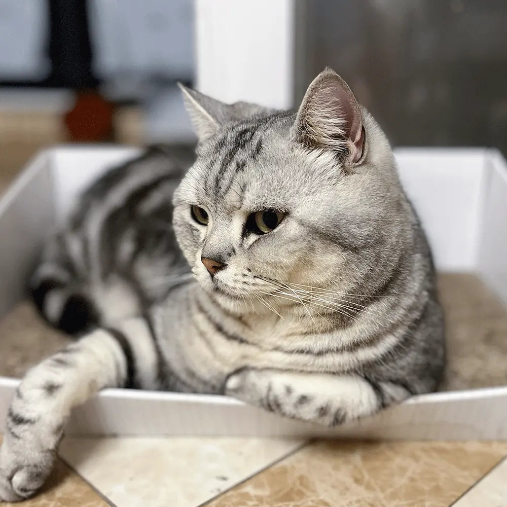 Meet our pawtners Neil