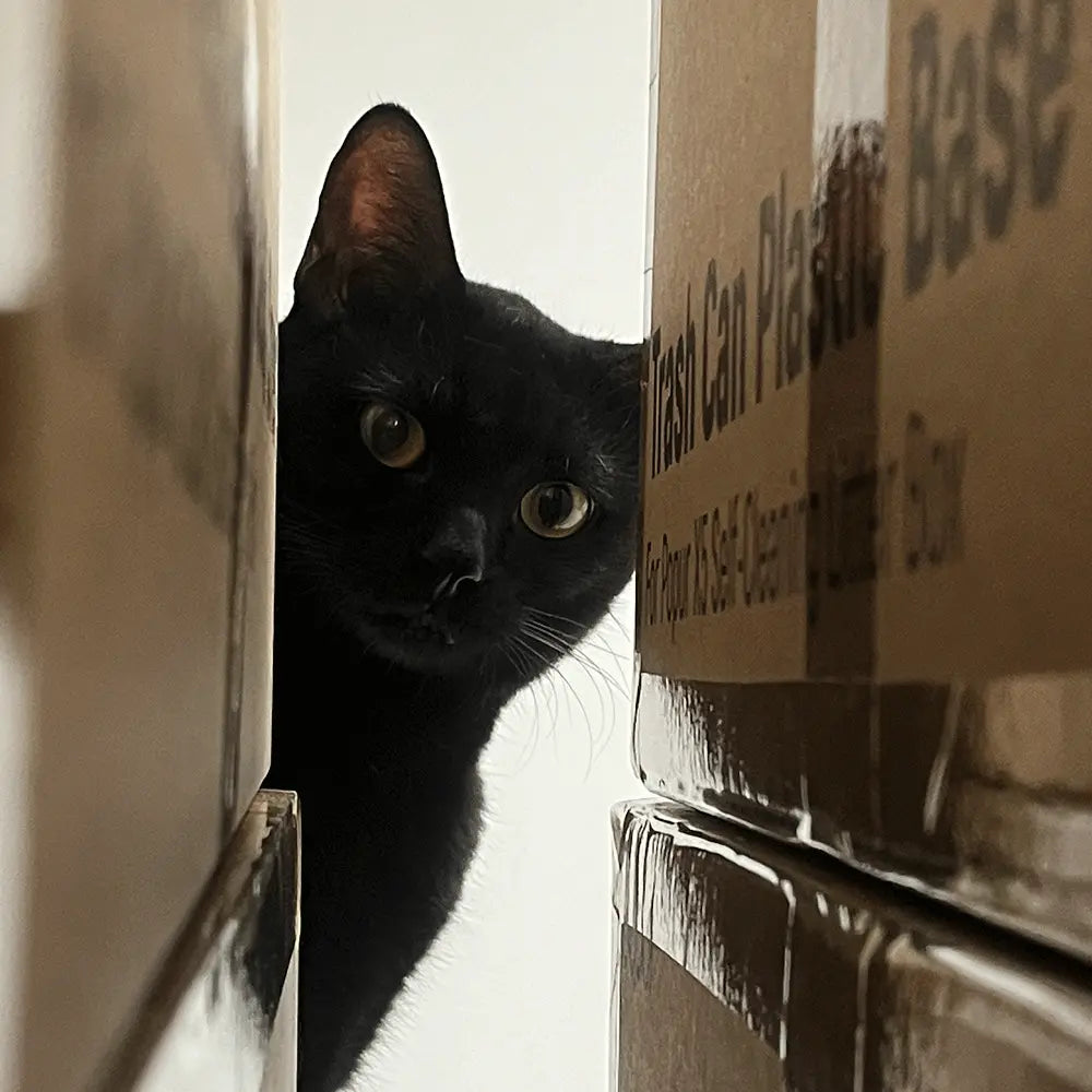 Meet our pawtners Poppi