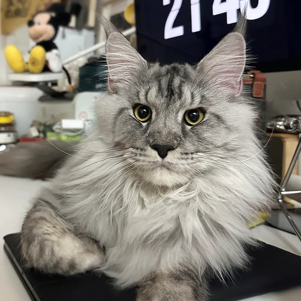 Meet our pawtners Seven