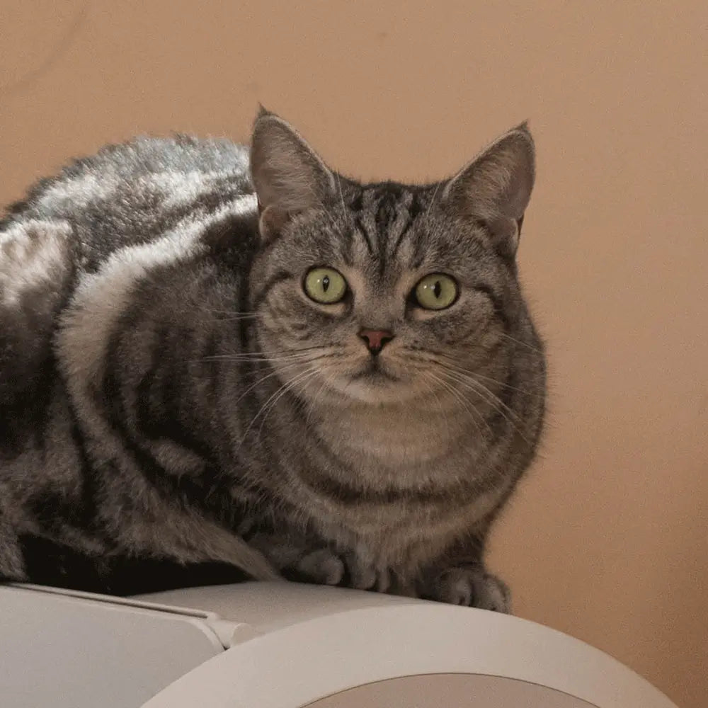 Meet our pawtners Sunday