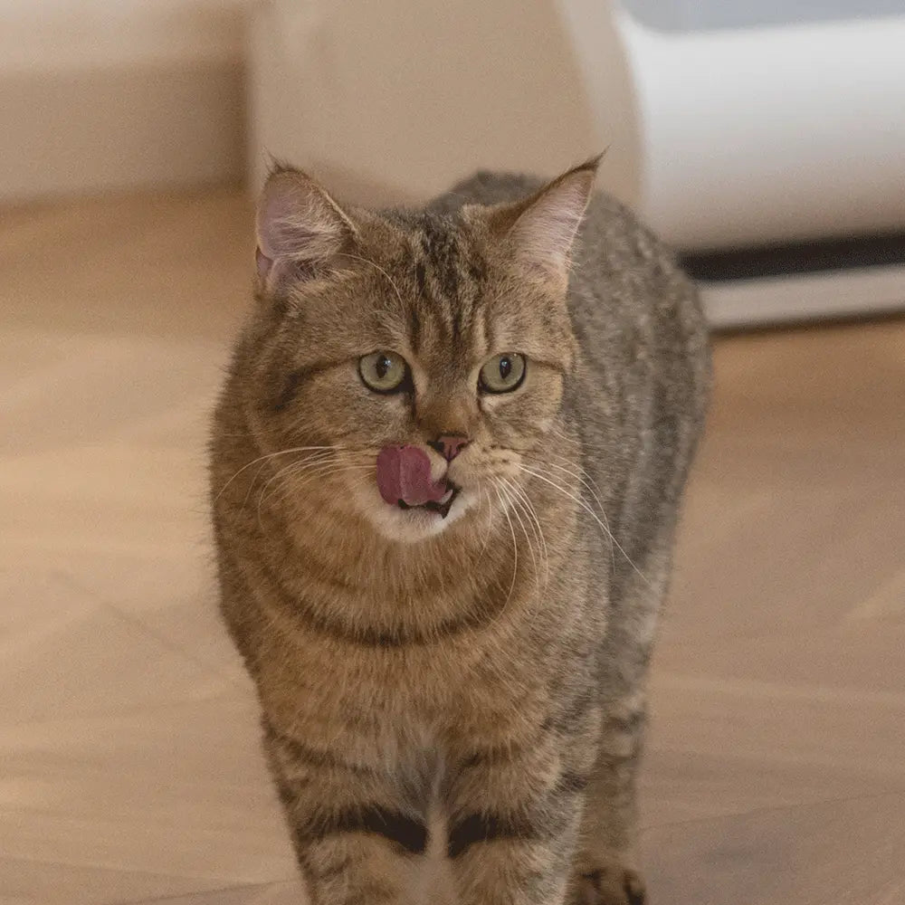 Meet our pawtners Tiger