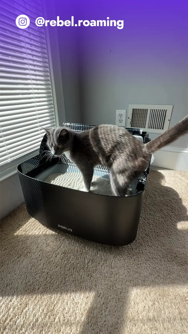 Load video: S7 UGC IG @rebel.roaming