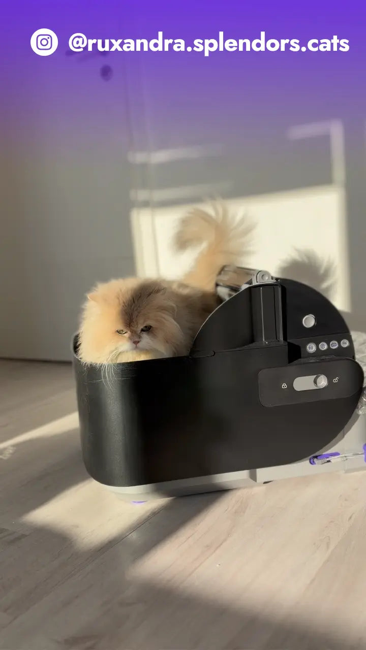 S7 UGC IG @ruxandra.splendors.cats